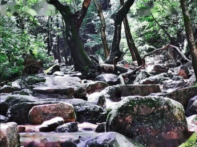 了解中国最高树上发现50余种高等植物,这项发现会带来哪些影响?,参与知识星球平台,共享智慧成长之旅